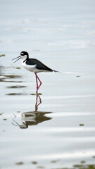 Black-necked stilt (Himantopus mexicanus) wading in the La Segua Wetlands near Chone, Ecuador