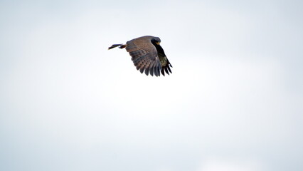 Snail kite (Rostrhamus sociabilis) in flight in the La Segua Wetlands near Chone, Ecuador