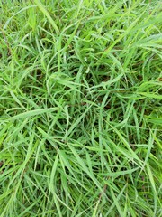 green grass background