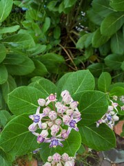 pink and white flowers,Dahlia is a small shrub. with white or purple flowers and with green leaves as a background
