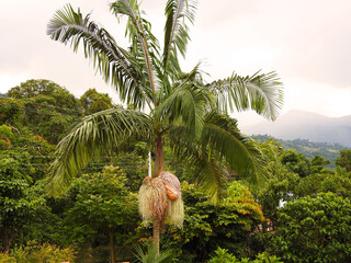 Palmera