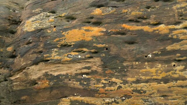 Yellow fungus, perenniporia tenuis, mudhrooms grown on cut tree trunk. West Bengal, India. Slow motion footage. Perenniporia is polypores fungus, in the family Polyporaceae.
