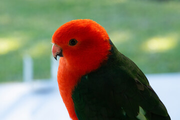 Closeup of a wild male Australian king parrots (Alisterus scapularis), against a soft green background.