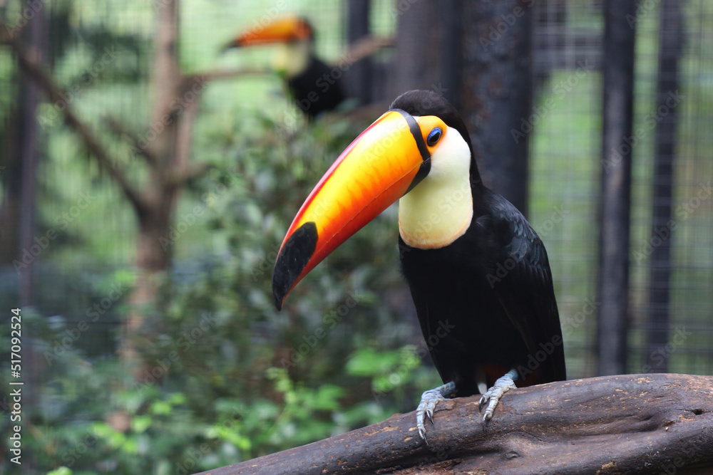 Wall mural The toco toucan bird on the wood tree