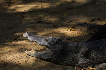 The thai crocodile rest on the garden