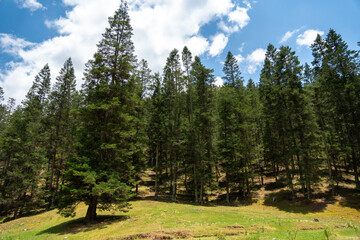 Fototapeta na wymiar Forest in north america during summer, Northern Mexico. Atrteaga, Coahuila.
