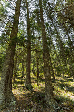 Forest in North America, in the northern side of Mexico, state of Coahuila.