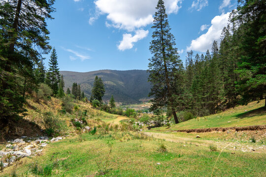Forest in north america during summer. Northern State of Mexico, Coahuila, Arteaga.