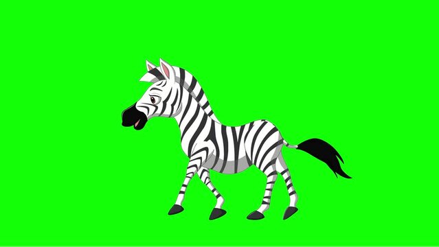 Cartoon zebra walking animation on the green screen background