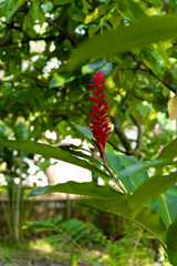 Rain forest flora. Alpina Purpurata in southern Mexico. Soconusco, Central America.