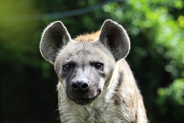 Obraz premium Spotted hyena (Crocuta crocuta) The front legs are longer than the hind legs. The tail has a bush at the end. The fur is grayish brown. There are black dots scattered all over the body.