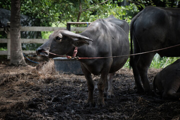 The Buffaloes stand in the Buffalo stable.