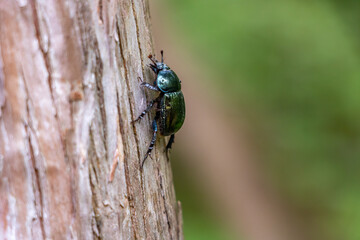 Popillia japonica, The Japanese Beetle on a tree. 