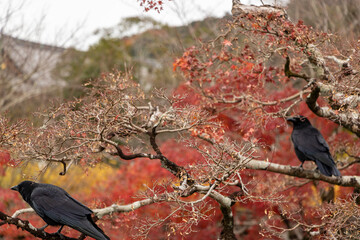 Autumn in Japan, Red Maples and Crows in Tree, Kyoto Gion Shrine