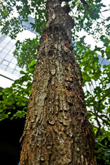 Collection of rare Indonesian tropical forest plants in the arboretum of Manggala wana bakti..
Rengas (Glutha wallichii)