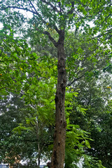 Fototapeta premium Collection of rare Indonesian tropical forest plants in the arboretum of Manggala wana bakti.. Rengas (Glutha wallichii)