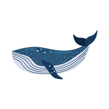 Sei Whale Sealife