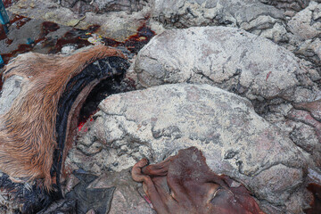 salted raw leather stock of cow