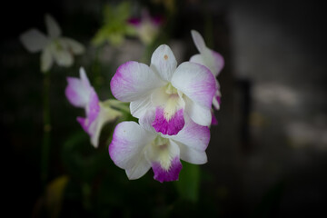 Orchid flower isolated with the dark background.