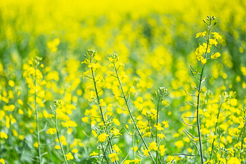 Rapeseed at farm field, close up. Flowering canola crop plants, selective focus. Agriculture background.