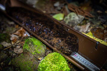 Japanese Giant Salamander Being Measured for Size Research at Night