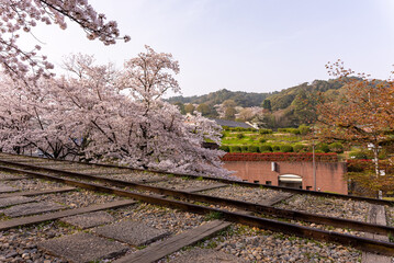 Fototapeta na wymiar Cherry Blossoms Blooming Over Keage Incline, Kyoto Japan
