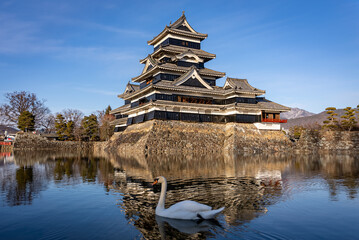 Matsumoto Castle in Japan, Swan Swimming past reflection on Moat - obrazy, fototapety, plakaty
