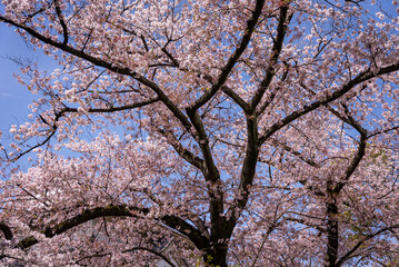 Obraz premium Blooming Sakura Tree in Japans Spring