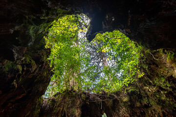 Wilson Stump, Heart Shaped Giant Tree on Yakushima Island, Japan