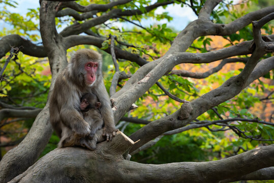 Macaque Sitting in Tree in Mountains of Japan
