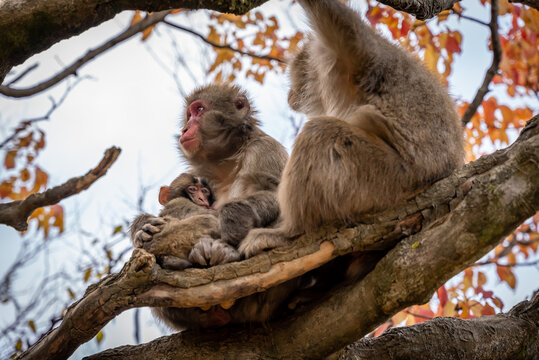 Japanese Macaques in Autumn Weather 