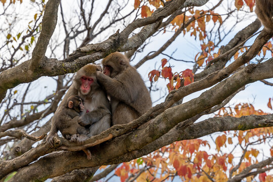 Autumn Trees in Japan with family of Macaques 