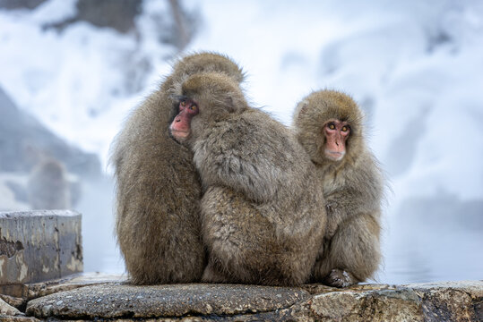 Japanese Macaques Huddle Together in the Cold, Nagano Japan