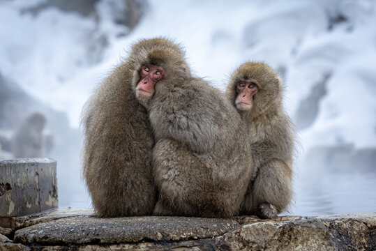 Family Of Japanese Macaques at Jigokudani Hot Springs