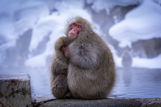 Japanese Macaque Mother and Baby Huddle in Snow Nagano Japan