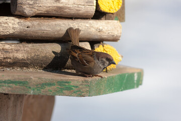portrait of a sparrow