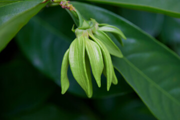 Close-up view of climbing Ylang-Ylang flower in bloom
