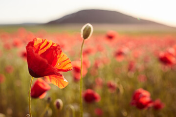 A field of blooming wild poppies in summer in the Crimea. Macro photo. Front view.