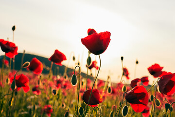 Obraz premium A field of blooming wild poppies in summer in the Crimea. Macro photo. Front view.
