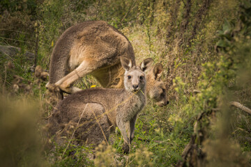 Naklejka na ściany i meble Eastern grey kangaroos feeding