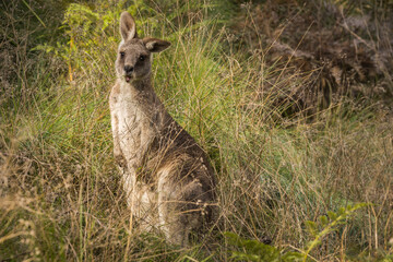 Eastern grey kangaroo with a floppy ear