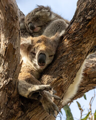 Sleeping koalas in a tree