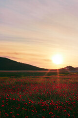 A field of blooming wild poppies in summer in the Crimea at sunset. Vertical photo.