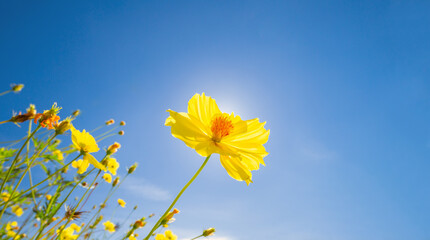 Cosmos yellow flower flower against the bright sun light on bright blue sky background, natural background