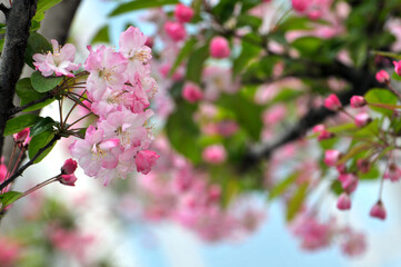 blossoming plum blossom in spring