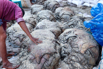 salted raw leather stock of cow