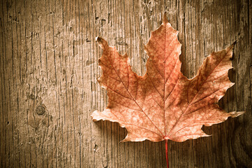 dry maple leaf ona  wooden background