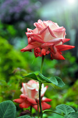 pink roses in a garden