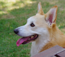 This Welsh Corgi Pembroke is my dog.