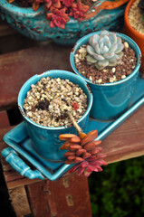 The close-up of succulent plants